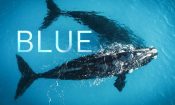 Blue izle (2017)